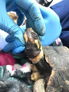 Foto: Cortesía Cornare.