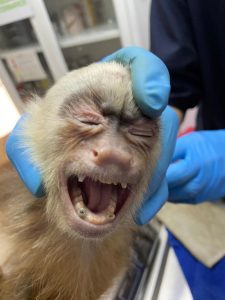 Foto: Cortesía Cornare.