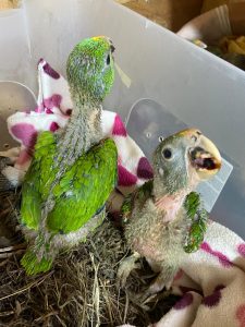 Foto: Cortesía Cornare.