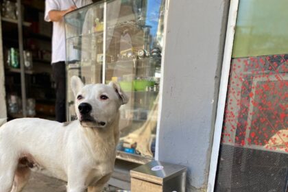 Comederos para perros callejeros en El Peñol