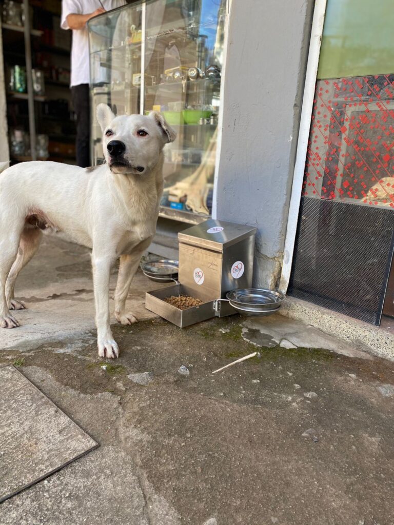 Comederos para perros callejeros en El Peñol