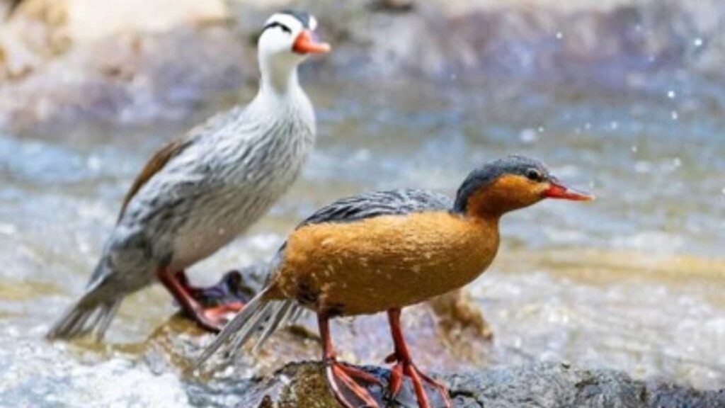 La-comunidad-de-La-Ceja-rechaza-la-construccion-de-un-embalse-en-el-rio-Piedras-afectaría-al-Pato-de-Torrentes