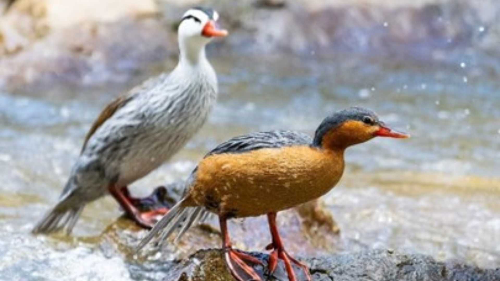 La-comunidad-de-La-Ceja-rechaza-la-construccion-de-un-embalse-en-el-rio-Piedras-afectaría-al-Pato-de-Torrentes