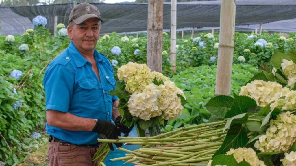 VI-Simposio-de-Hortensias-y-Ornamentales-y-Día-del-Floricultor-se-celebraran-el-1-de-agosto
