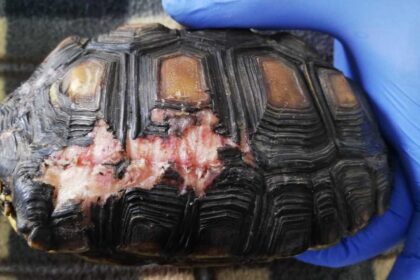 Preocupacion-por-aumento-en-los-ataques-de-mascotas-a-fauna-silvestre